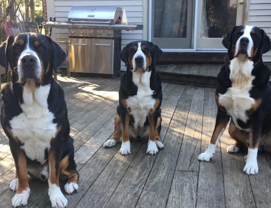 Manchester NH pet supplier